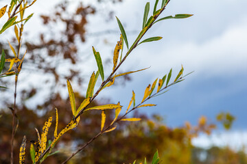 Salix purpurea purple willow or osier is a species of Salix native to most of Europe. Purple willow catkin, Salix purpurea