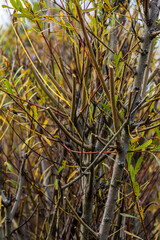 Salix purpurea purple willow or osier is a species of Salix native to most of Europe. Purple willow...