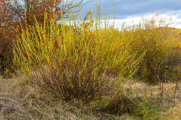 Salix purpurea purple willow or osier is a species of Salix native to most of Europe. Purple willow catkin, Salix purpurea