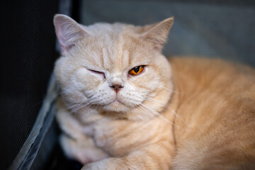 A golden British Shorthair cat with one eye closed, giving a winking and mischievous look.