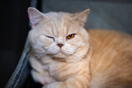 A golden British Shorthair cat with one eye closed, giving a winking and mischievous look.