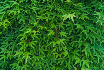 Green japanese maple leaves wall background