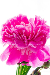 fresh peony on the white background