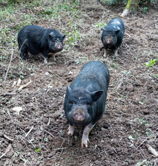 Frankreich Naturpark Morvan