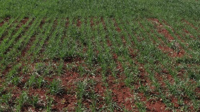 Healthy green oat foliage on farmland outdoors growing in nature.