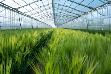 Fototapeta premium Sustainable Farming with Greenhouses for Grain Crops in Climate-Controlled Environments