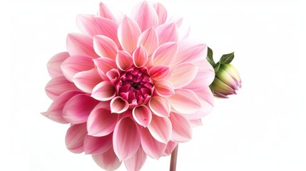 Fototapeta premium Dahlia isolated white background 