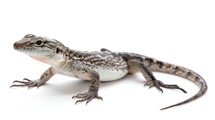 Obraz premium Lizard isolated white background