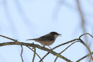 Currucas cabecinegra (Sylvia melanocephala)