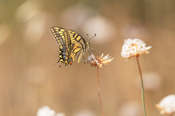 Mariposa Papilio machaón posada en la flor