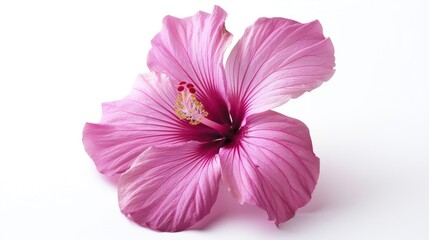 Hibiscus isolated white background