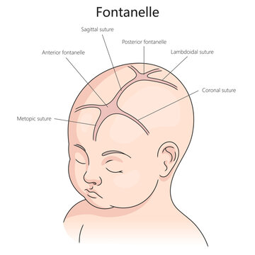 fontanelle and sutures in an infant's skull, including anterior and posterior fontanelles, sagittal, coronal, lambdoidal sutures diagram hand drawn vector illustration. Medical science illustration