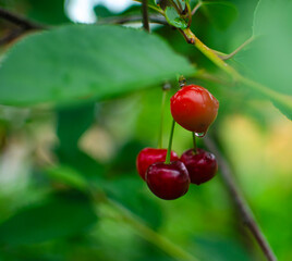 cherries on a tree