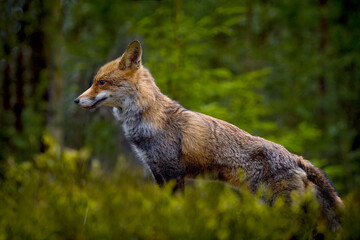 Red fox (Vulpes vulpes) in forest, blurry grass around the red fox