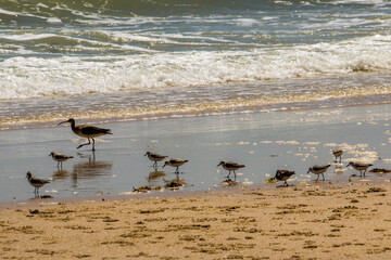 Waders foraging on the wet sand at the waters edge on a sandy beach