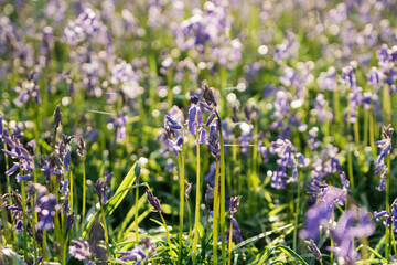 lavender flowers in the garden