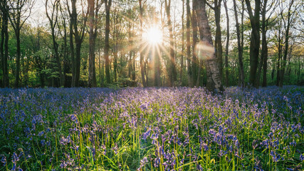 lavender fields in the woods