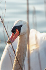 Cygne sur l'eau, cygne nageant sur un lac, gros plan, tête de cygne, bec de cygne