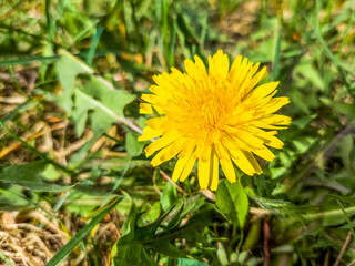 Sow thistles (Sonchus) blossoming in springtime.