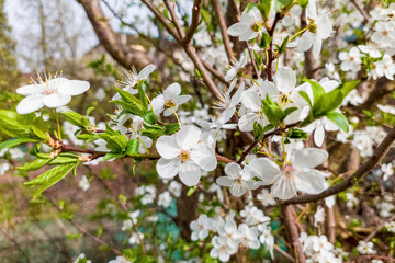 Cherry tree (Prunus cerasus) blossoming in springtime.