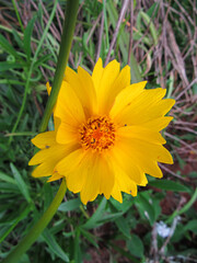Cladanthus is a species of flower in the sunflower family. Yellow flower, insects sitting on the petals and, in the background, out of focus, grass and green leaves.