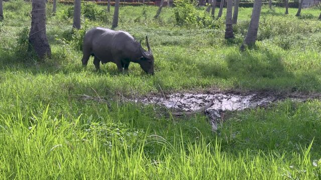 A water buffalo is grazing in a lush, green field in Thailand, surrounded by tall palm trees and dense vegetation