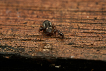 Details of a Pseudoscorpion on a brown wood
