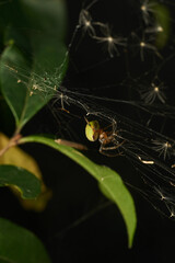 A green lemon spider in its web