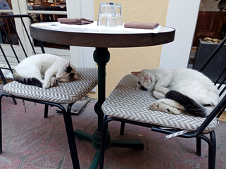 Two white and tabby stray cats are sleeping on cafe chairs at street in Istanbul. They feel very...