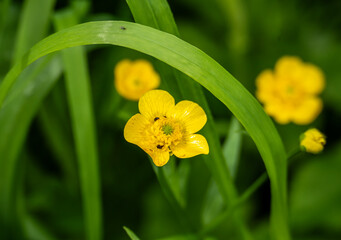 wild forest flowers and plants in the area of ​​Lake Teletskoye in Altai
