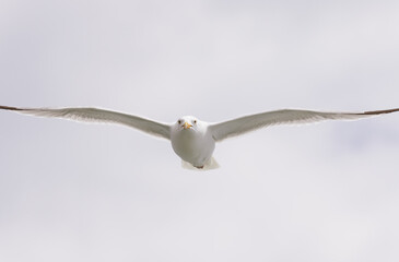 seagull in flight