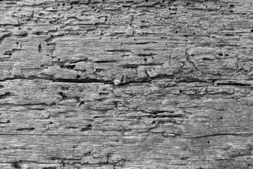 Texture of old wood with bark beetle.Abstract background.