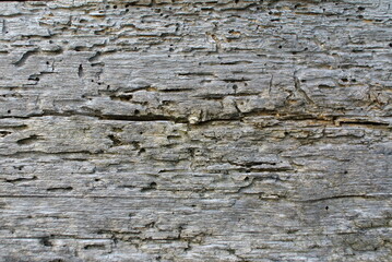 Texture of old wood with bark beetle.Abstract background.