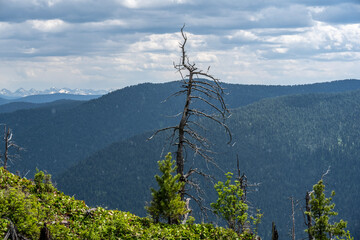 summer panoramic landscape of mountains and forests and lakes against the sky in the area of ​​Lake Teletskoye in Altai