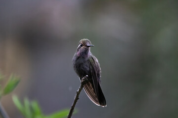 Colibrí en el frío © Abel