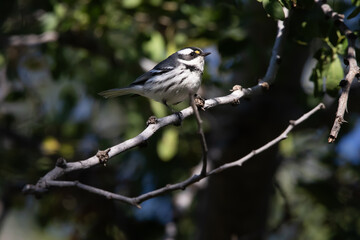 Chipe tomando el sol