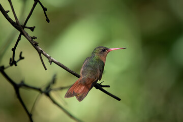 Colibrí canelo perchado