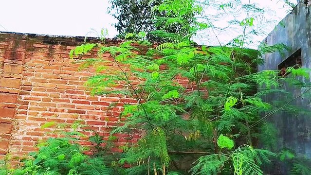Tanaman di sekitar rumah, dedaunan hijau, dinding rumah terbuat dari batu bata merah
