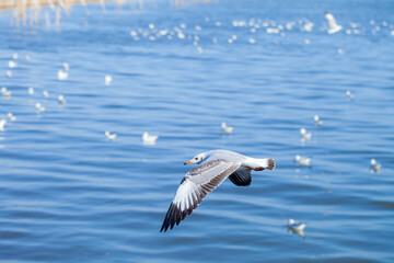 Fly seagull. Seagull and sea. Seagull flying over the sea. White seagull soaring in the blue sky.
