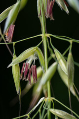Obraz premium Pistil and feather scar of oat grass.