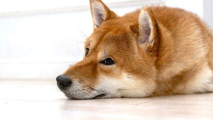 Shiba Inu dog sleeps funny in the house