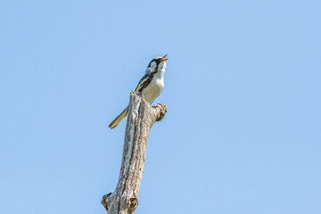 Chestnut-sided Warbler on branch