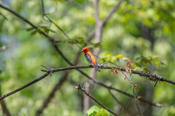 Scarlet Tanager on branch