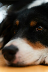 Hund