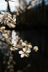 Blumen