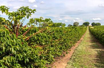 coffee beans on coffee tree on the plantation in brazilian farm. Brazil