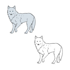 Cartoon arctic fox drawing with line art style. Simple design outline style. Easy to edit. Vector illustration