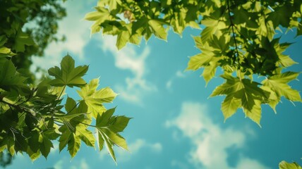 Obraz premium Tree leaves against the sky Leaves falling in autumn season background. 