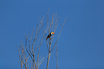 Um tucano empoleirado em um galho com céu azul ao fundo.