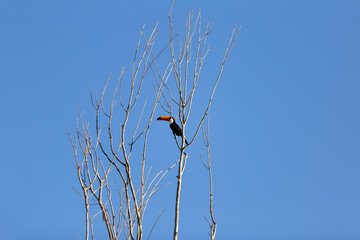Um tucano empoleirado em um galho com céu azul ao fundo.